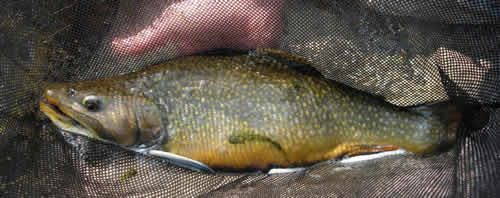 Massive Brook Trout taken on a nymph from www.nymphflyfishing.com